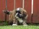 Alangu Mastiff Puppies for sale in Houston, TX, USA. price: NA