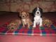 Alangu Mastiff Puppies for sale in New Orleans, LA, USA. price: NA