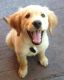 Alano Espanol Puppies for sale in New York, NY, USA. price: $1,000