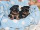 Alano Espanol Puppies for sale in Kasota, MN, USA. price: $400