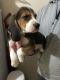 Alano Espanol Puppies for sale in Texas City, TX, USA. price: NA