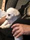 Alano Espanol Puppies for sale in Hollister, CA 95023, USA. price: $250
