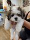 Alano Espanol Puppies for sale in Bronxville, NY 10708, USA. price: $1,800