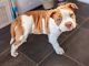 Alapaha Blue Blood Bulldog Puppies for sale in Los Angeles, CA, USA. price: NA