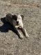 Alapaha Blue Blood Bulldog Puppies for sale in Galt, CA 95632, USA. price: NA