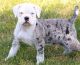 Alapaha Blue Blood Bulldog Puppies for sale in Conroe, TX 77385, USA. price: NA