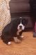 Alapaha Blue Blood Bulldog Puppies for sale in Ashland, OH 44805, USA. price: NA