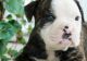 Alapaha Blue Blood Bulldog Puppies for sale in Middletown, CT, USA. price: $3,150