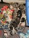 Alapaha Blue Blood Bulldog Puppies for sale in Jacksonville, NC 28540, USA. price: NA