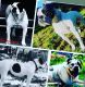 Alapaha Blue Blood Bulldog Puppies for sale in E BRIDGEWTR, MA 02333, USA. price: NA
