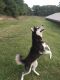 Alaskan Husky Puppies for sale in South West Township, MO, USA. price: $500