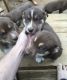 Alaskan Husky Puppies for sale in Newark, NJ, USA. price: $650