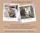 Alaskan Husky Puppies for sale in 4019 Tweedsmuir Rd, Moseley, VA 23120, USA. price: $1,500