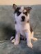 Alaskan Husky Puppies for sale in Elmwood Park, NJ, USA. price: $1,200