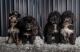 F1b Huskipoo Puppies