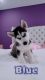 Alaskan Husky Puppies for sale in Ashburn, VA, USA. price: $2,000