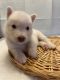 Alaskan Husky Puppies for sale in 3 Fowler St, Hagaman, NY 12086, USA. price: $2,500