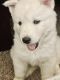 Alaskan Husky Puppies for sale in Norman, OK, USA. price: $1,000