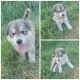 Alaskan Husky Puppies for sale in Atoka, OK 74525, USA. price: $200