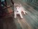 Alaskan Husky Puppies for sale in Virginia Beach, VA, USA. price: $1,300