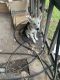 Alaskan Husky Puppies for sale in Mansfield, TX 76063, USA. price: $600