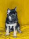 Alaskan Husky Puppies for sale in Higginsville, MO 64037, USA. price: $400