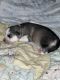 Alaskan Husky Puppies for sale in Linden, NJ, USA. price: $1,000