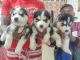 Alaskan Husky Puppies for sale in Bengaluru, Karnataka, India. price: 18000 INR