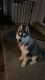 Alaskan Husky Puppies for sale in Woodbridge, VA 22191, USA. price: $1,550