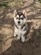 Alaskan Husky Puppies for sale in Nashville, MI 49073, USA. price: NA