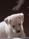 Alaskan Husky Puppies for sale in Pekin, IL, USA. price: NA