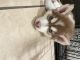 Alaskan Husky Puppies for sale in Los Angeles, CA, USA. price: NA