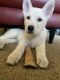 Alaskan Husky Puppies for sale in Las Vegas, NV 89128, USA. price: NA