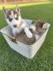 Alaskan Husky Puppies for sale in Imperial, CA, USA. price: NA