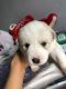 Alaskan Husky Puppies for sale in 357 Beach 47th St, Far Rockaway, NY 11691, USA. price: $700