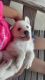 Alaskan Husky Puppies for sale in Cleburne, TX, USA. price: $200