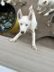 Alaskan Husky Puppies for sale in Beverly, NJ 08010, USA. price: $600