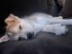 Alaskan Husky Puppies for sale in Lexington, KY, USA. price: $800