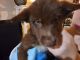 Alaskan Husky Puppies for sale in Tulsa, OK, USA. price: $500