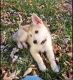 Alaskan Husky Puppies for sale in 2528 Avon Dr, Crescent Park, KY 41017, USA. price: $200