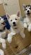 Alaskan Husky Puppies for sale in Central Valley, New York. price: NA
