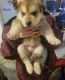 Alaskan Husky Puppies for sale in Bowling Green, Kentucky. price: $100