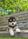 Alaskan Husky Puppies for sale in Greenwich, Connecticut. price: $600