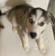Alaskan Husky Puppies for sale in Rochester, New York. price: $1,000