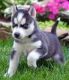 Alaskan Husky Puppies for sale in Columbus, MT 59019, USA. price: $350