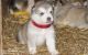 Alaskan Husky Puppies for sale in Ascension Island, ASCN 1ZZ, Saint Helena, Ascension and Tristan da Cunha. price: 500 SHP