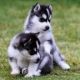 Alaskan Husky Puppies