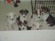 Alaskan Husky Puppies for sale in Clifton, NJ 07014, USA. price: $500
