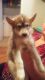 Alaskan Husky Puppies for sale in Stanford, KY 40484, USA. price: $300