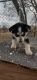 Alaskan Husky Puppies for sale in Carthage, MO 64836, USA. price: $350